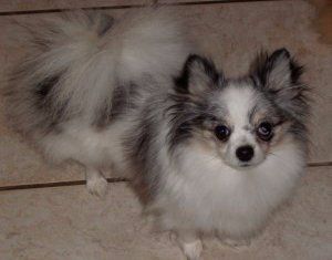 Merle colored clearance pomeranian